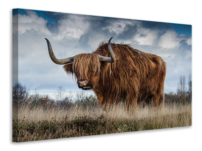 canvas-print-attention-bull