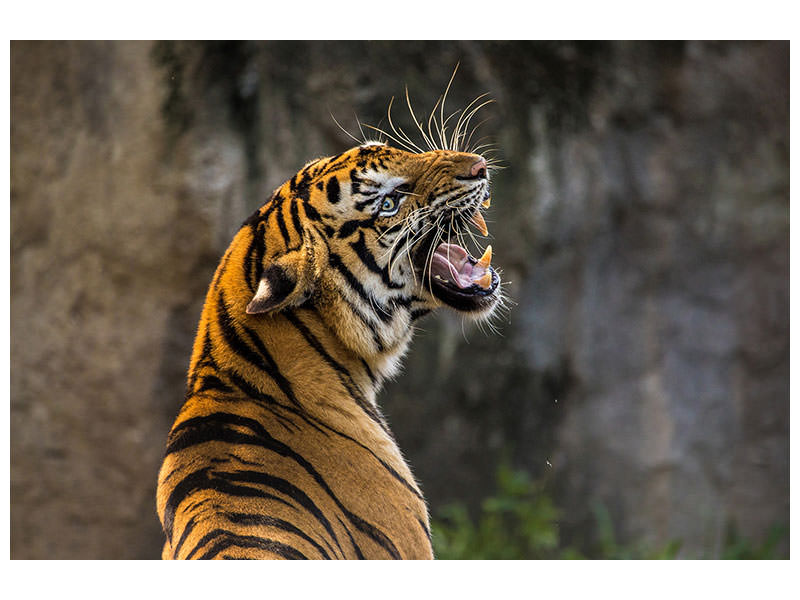 canvas-print-attention-tiger