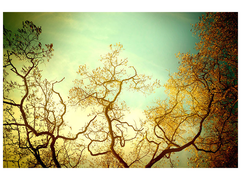 canvas-print-autumn-trees-ii