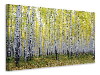 canvas-print-autumnal-birch-forest