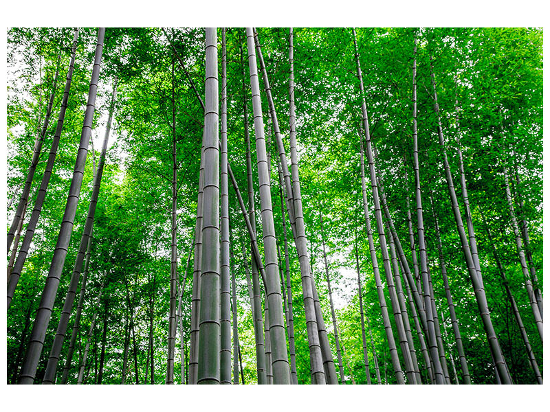 canvas-print-bamboo-forest