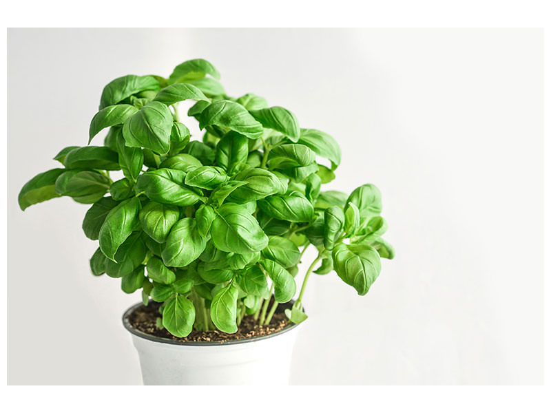 canvas-print-basil-in-the-pot