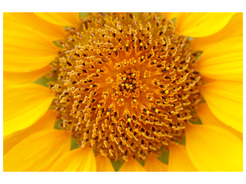 canvas-print-beautiful-buds-of-the-sunflower