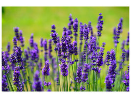 canvas-print-beautiful-lavender
