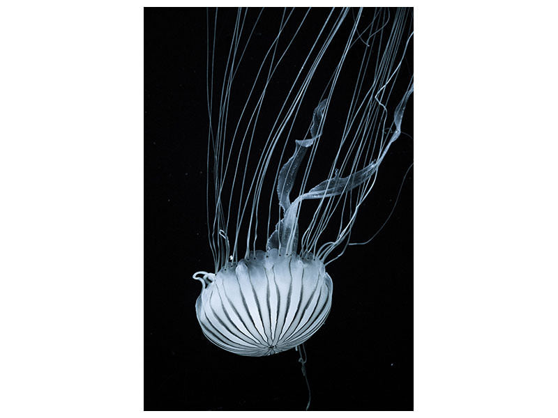 canvas-print-beware-jellyfish