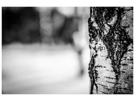 canvas-print-birch-trunk