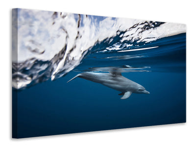 canvas-print-bottlenose-dolphin-turciops-aduncus