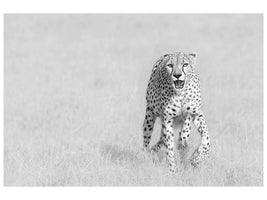canvas-print-cheetah-x