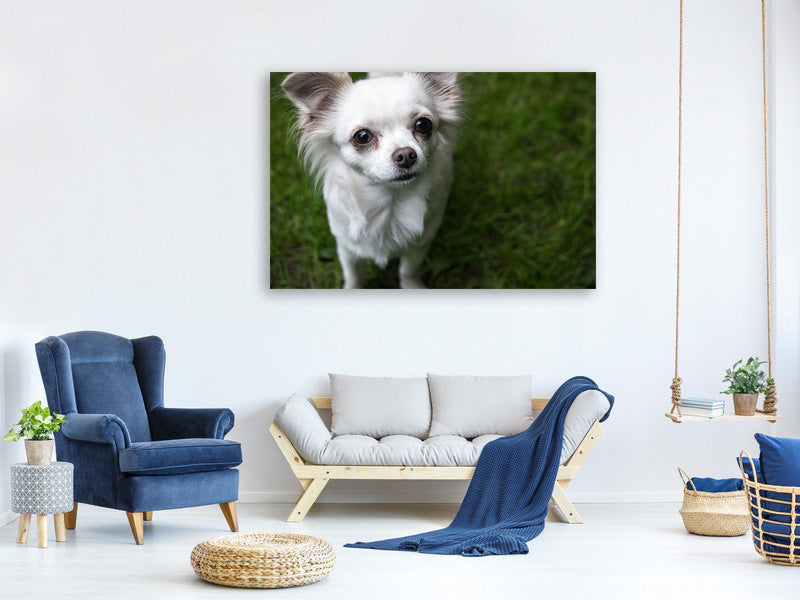 canvas-print-chihuahua-look