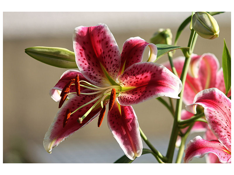 canvas-print-close-up-lily-in-red