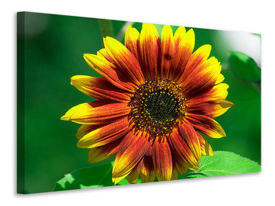 canvas-print-colorful-sunflower
