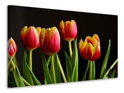 canvas-print-colorful-tulips