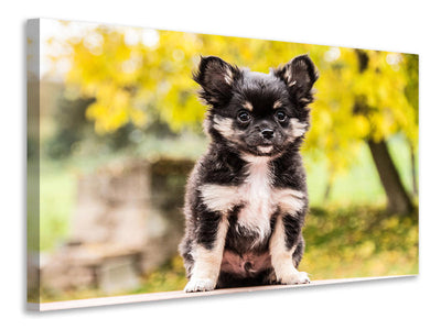 canvas-print-cute-chihuahua-puppy
