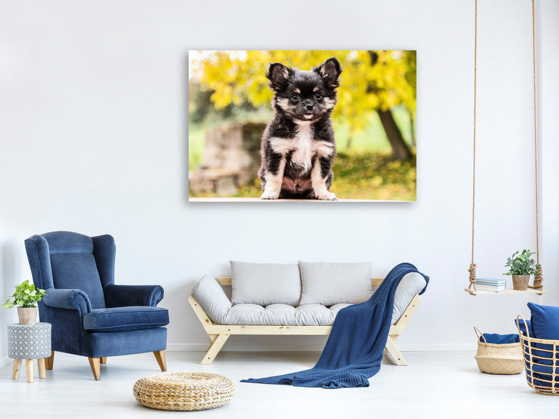 canvas-print-cute-chihuahua-puppy