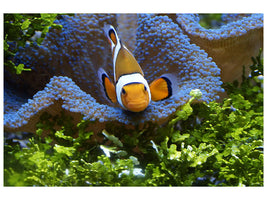 canvas-print-cute-clownfish