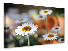 canvas-print-daisies-xl