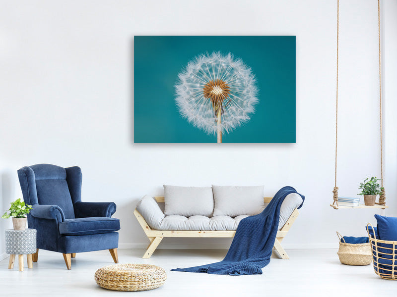 canvas-print-dandelion-a