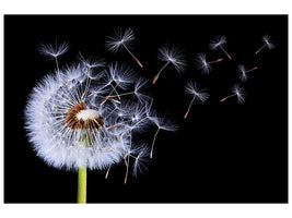 canvas-print-dandelion-blowing