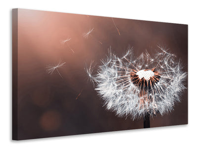 canvas-print-dandelion-in-the-evening-light