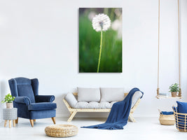 canvas-print-dandelion