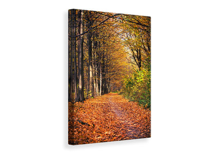 canvas-print-deciduous-forest-in-autumn-light