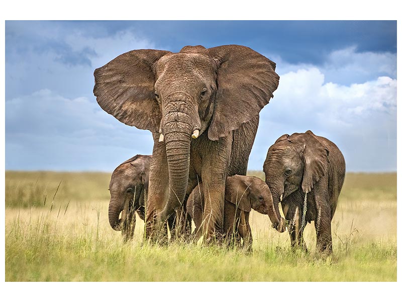 canvas-print-elephant-mom-protecting-her-calves-x