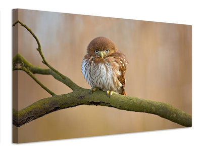 canvas-print-ferruginous-pygmy-owl-x