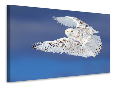 canvas-print-flight-of-the-snowy-snowy-owl