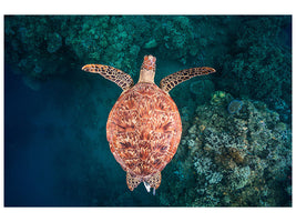 canvas-print-flying-over-the-reef