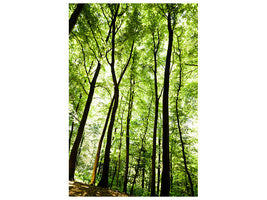 canvas-print-forest