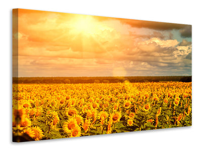 canvas-print-golden-light-sunflower