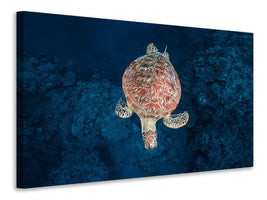 canvas-print-green-turtle-on-blue-water