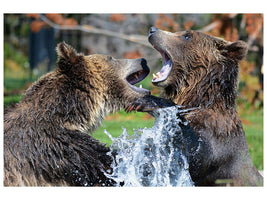 canvas-print-grizzly-fight