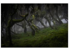 canvas-print-harenna-forest-x