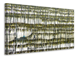 canvas-print-harvesting-kelp