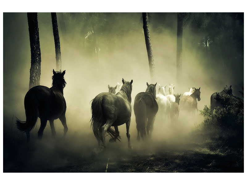 canvas-print-horses-in-the-forest