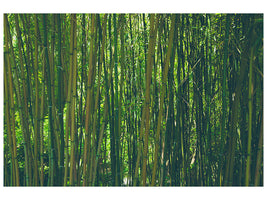 canvas-print-in-the-middle-of-the-bamboo