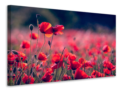 canvas-print-in-the-poppy-field