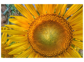 canvas-print-inflorescence-of-a-sunflower