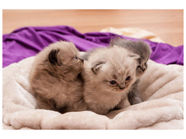 canvas-print-kitten-trio-to-fall-in-love