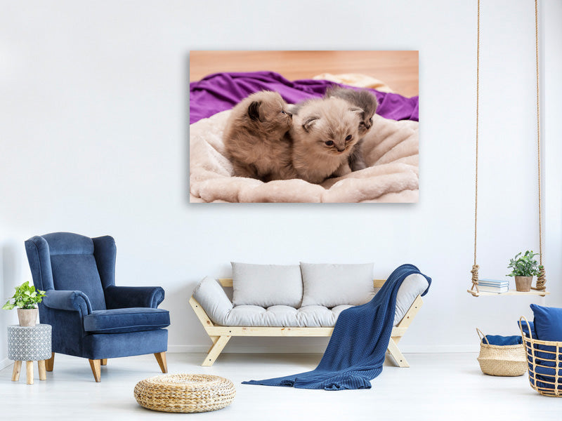canvas-print-kitten-trio-to-fall-in-love