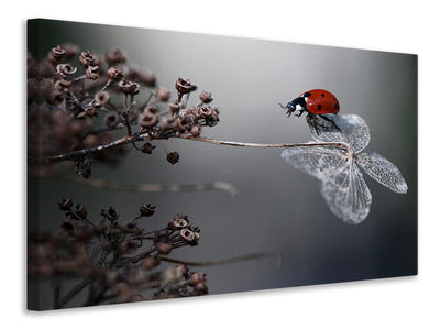 canvas-print-ladybird-on-hydrangea