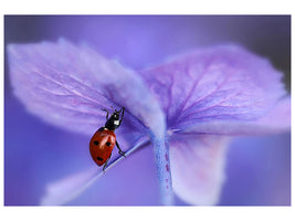 canvas-print-ladybird-on-purple-hydrangea