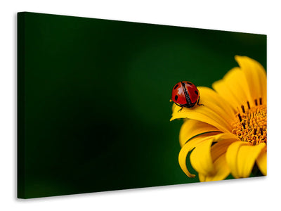 canvas-print-ladybug-on-the-sunflower