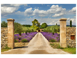 canvas-print-lavender-garden