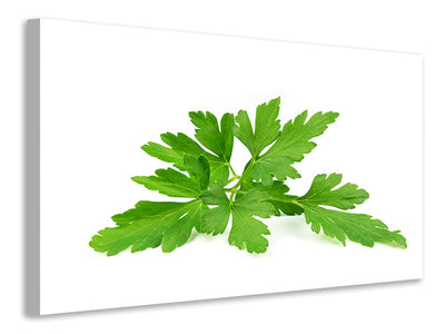 canvas-print-leaves-of-parsley