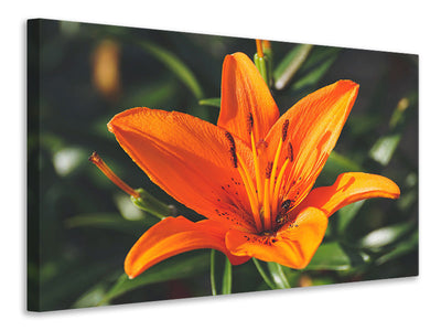canvas-print-lilies-blossom-in-orange-xl