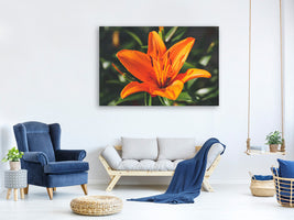 canvas-print-lilies-blossom-in-orange-xl