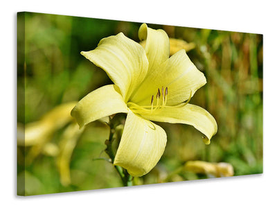 canvas-print-lilies-blossom-in-yellow