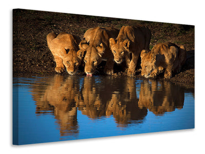canvas-print-lions-of-mara